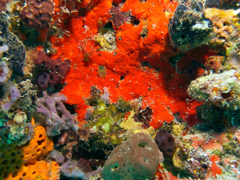 Beautiful Colors of the Reef IMG_3323.jpg